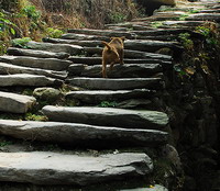 Ancient Tea-Horse Road